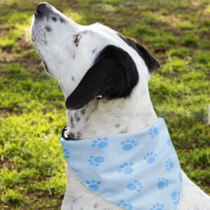 Bandana Animaux – Pattes Bleues