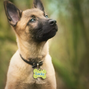 Médaille Animaux – Nature