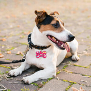 Médaille Animaux – Claquettes-Chaussettes